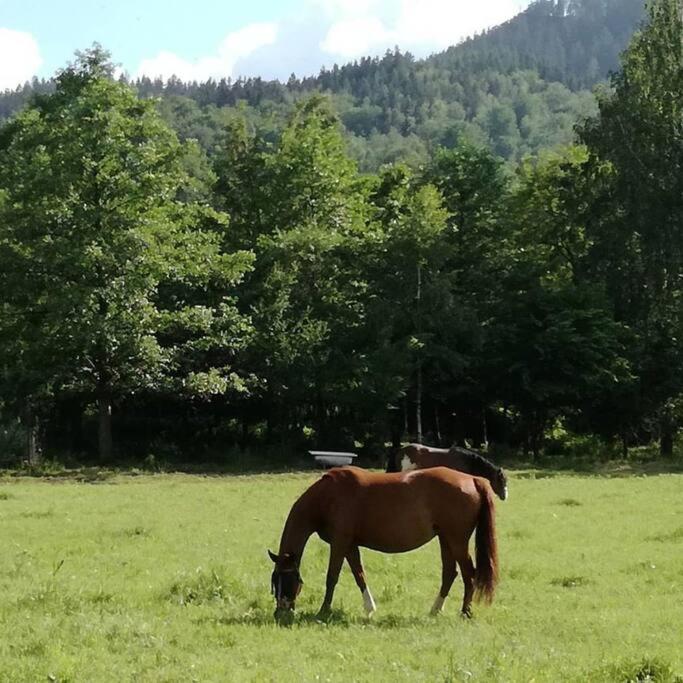 Apartamenty - Domek Bobrowe Zacisze 3 Janowice Wielkie Eksteriør bilde